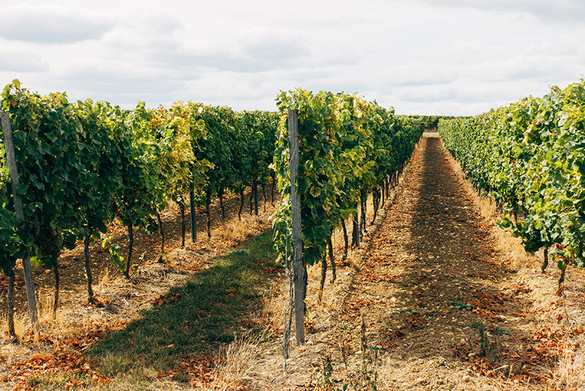 Identité-visuelle-etiquette-de-vin-beaujolais